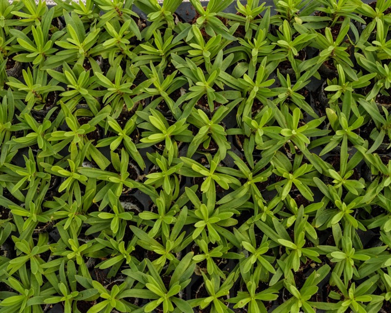 Gypsophila plug plants ready for dispatch
